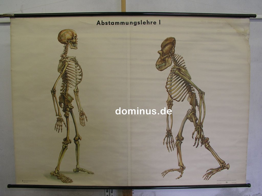 Abstammungslehre-1-DDR-Heinz-Dost-Blech-Rand-rissig-u-wasserfleckig-NE12-159x112.jpg