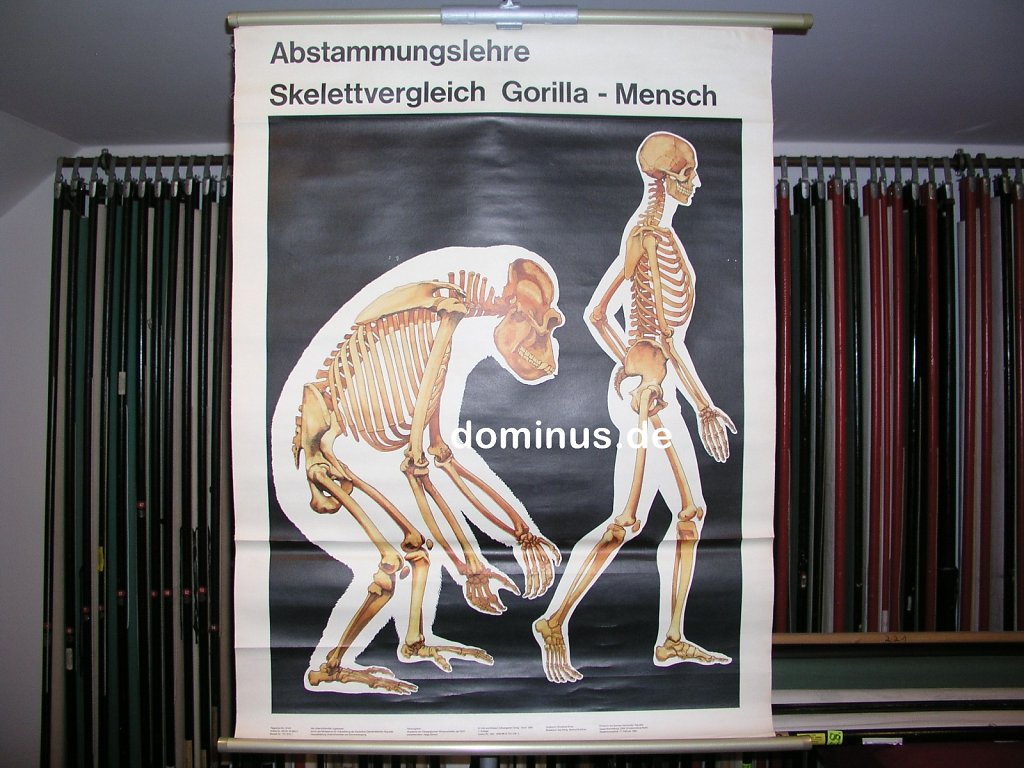 Abstammungslehre-Skelettvergleich-Gorilla-Mensch-NN323.jpg