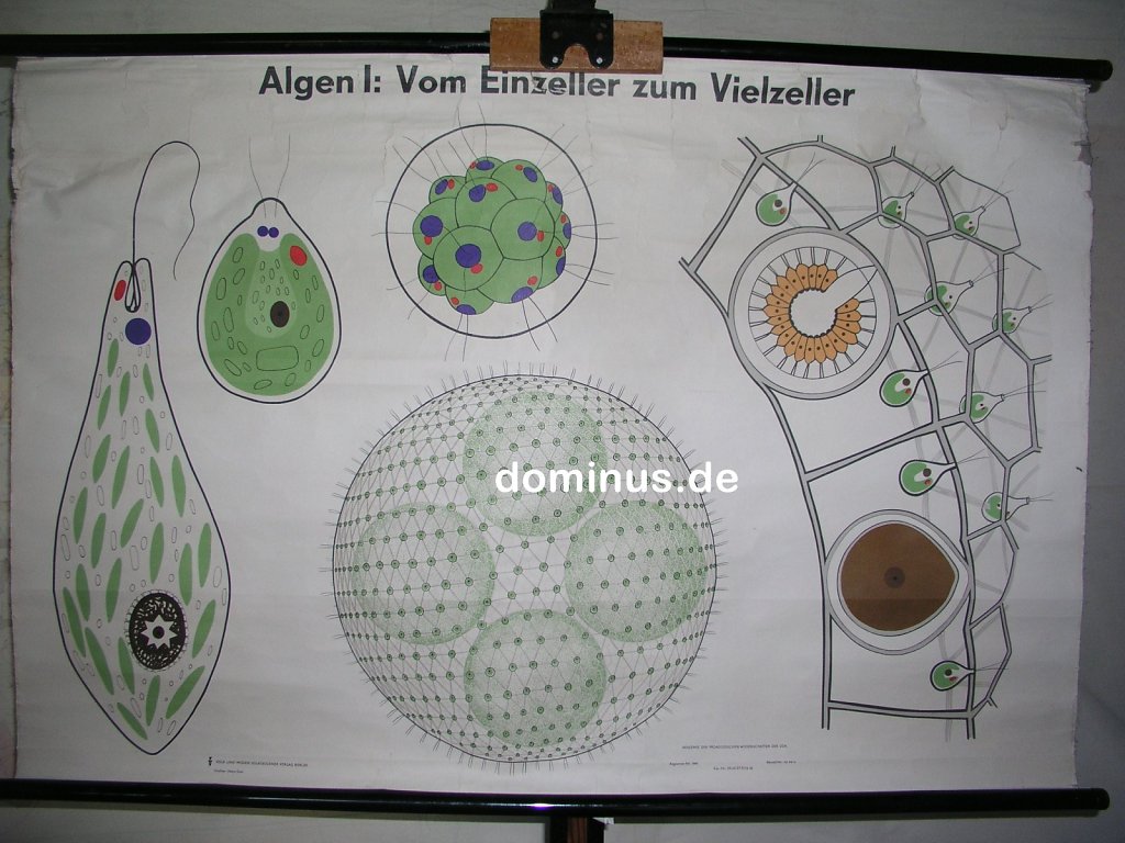 Algen-I-Vom-Einzeller-zum-Vielzeller-VuW-116x78-FG48.jpg