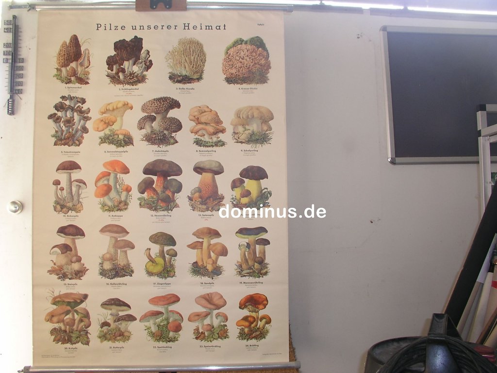 B46-Pilze-unserer-Heimat-Tafel1-RoehrBadMuensterSt-Alu-86x122.jpg