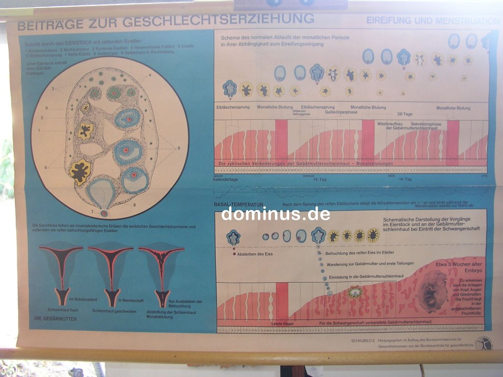 B62-Beitraege-zur-Geschlechtserziehung-Eireifung-u-Menstruation-Schaub2-BM-84x55.jpg