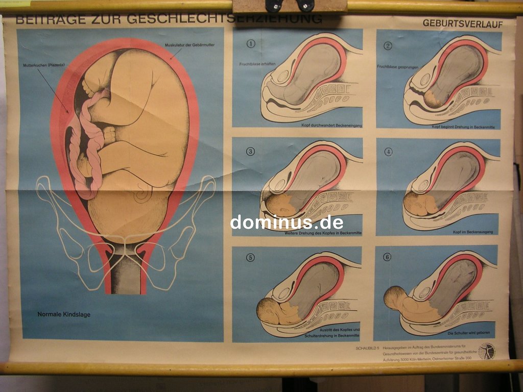 B119-Beitraege-zur-Geschlechtserz-Gebutsverlauf-83x56.jpg