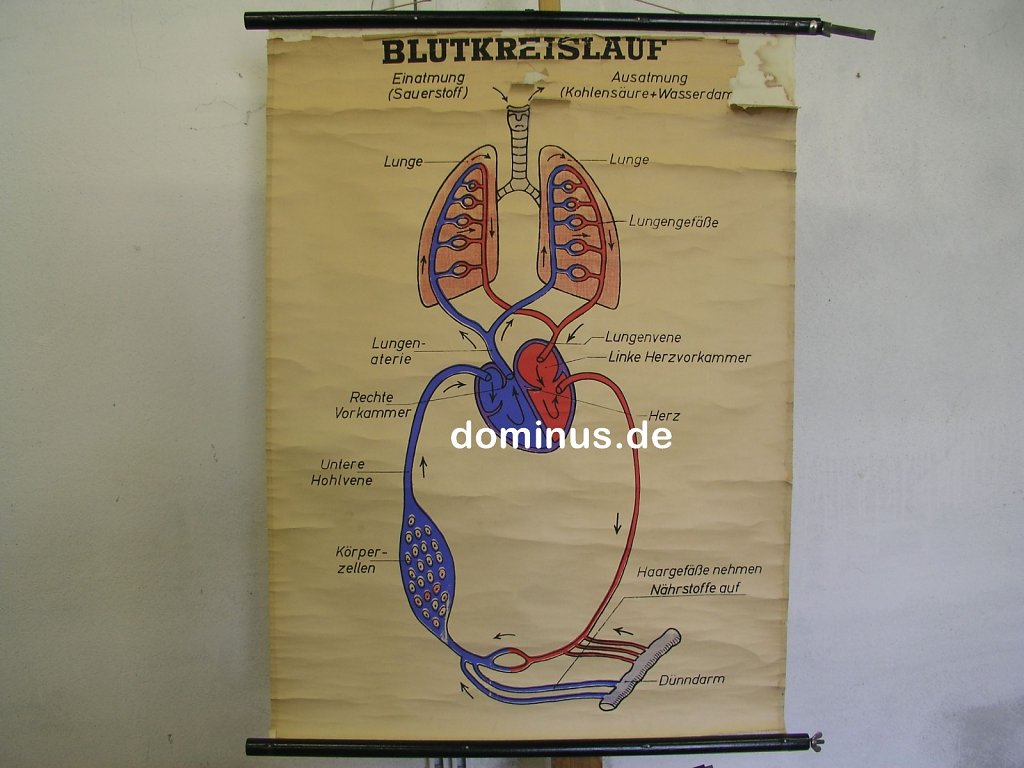 Blutkreislauf-oben-stark-rissig-BU170-69x94.jpg