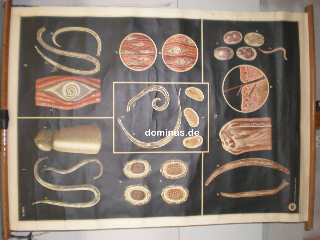 Darmparasiten-II-DtHyMuDrd-ca56-DE47-83x116.jpg