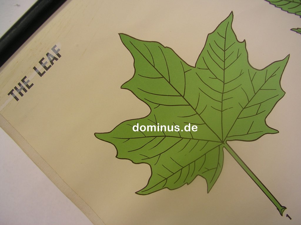 Das-Blatt-The-Leaf-NU161-Detail.jpg