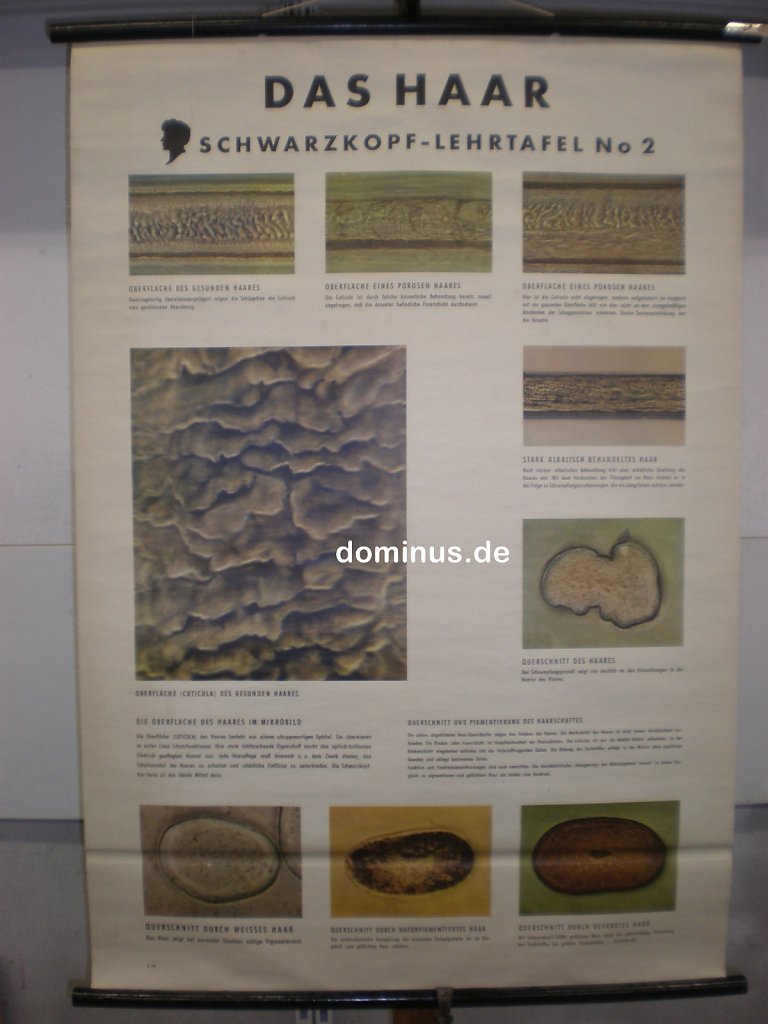 Das-Haar-Lehrtafel-No2-Schwarzkopf-DE103-81x116.jpg