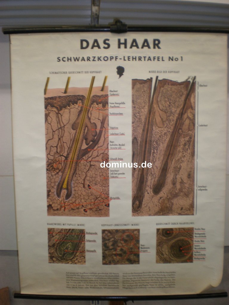 Das-Haar-Scharzkopf-Lehrtafel-No1-unten-re-def.jpg