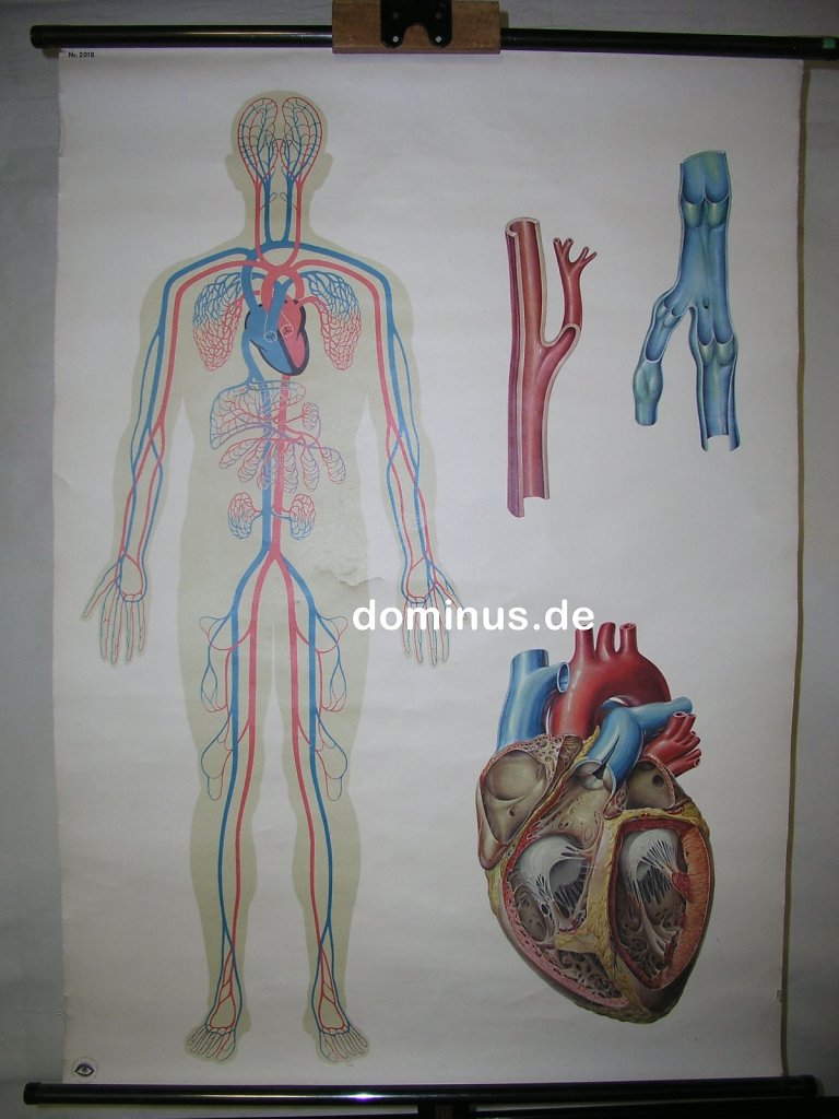 Der-Blutkreislauf-des-Menschen-DtHIDrd-Blech-81x113-FG53.jpg