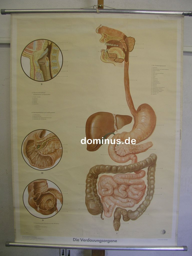 Die-Verdauungsorgane-DerMenschKoe-Nr11-Alu-oben-re-leicht-Klett-55-BU151-84x114.jpg