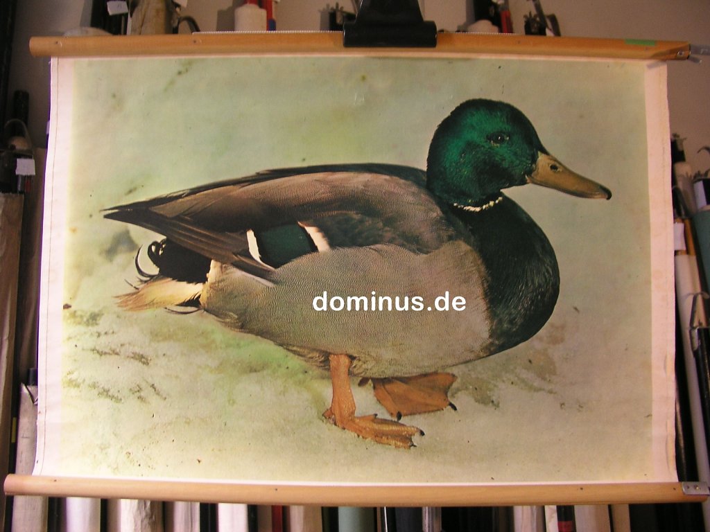 Ente-Stockmann-K66-76x51.jpg