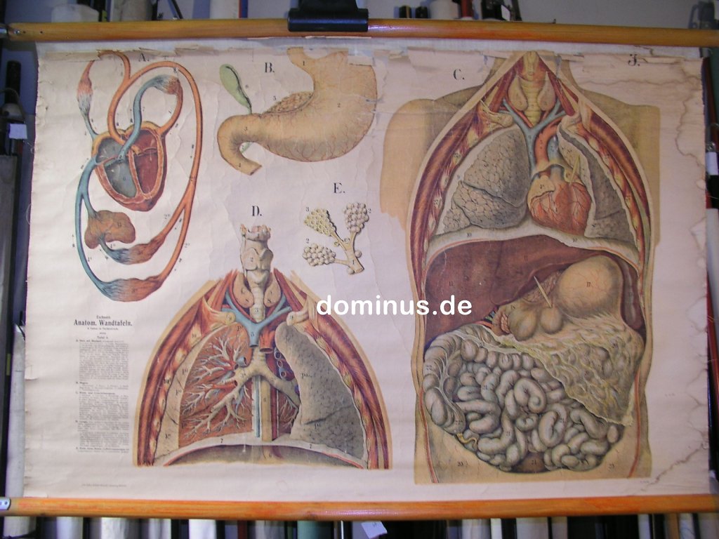 Eschners-anatomische-Wandtafeln-1878oder-oben-Pap-laed-K40-95x63.jpg