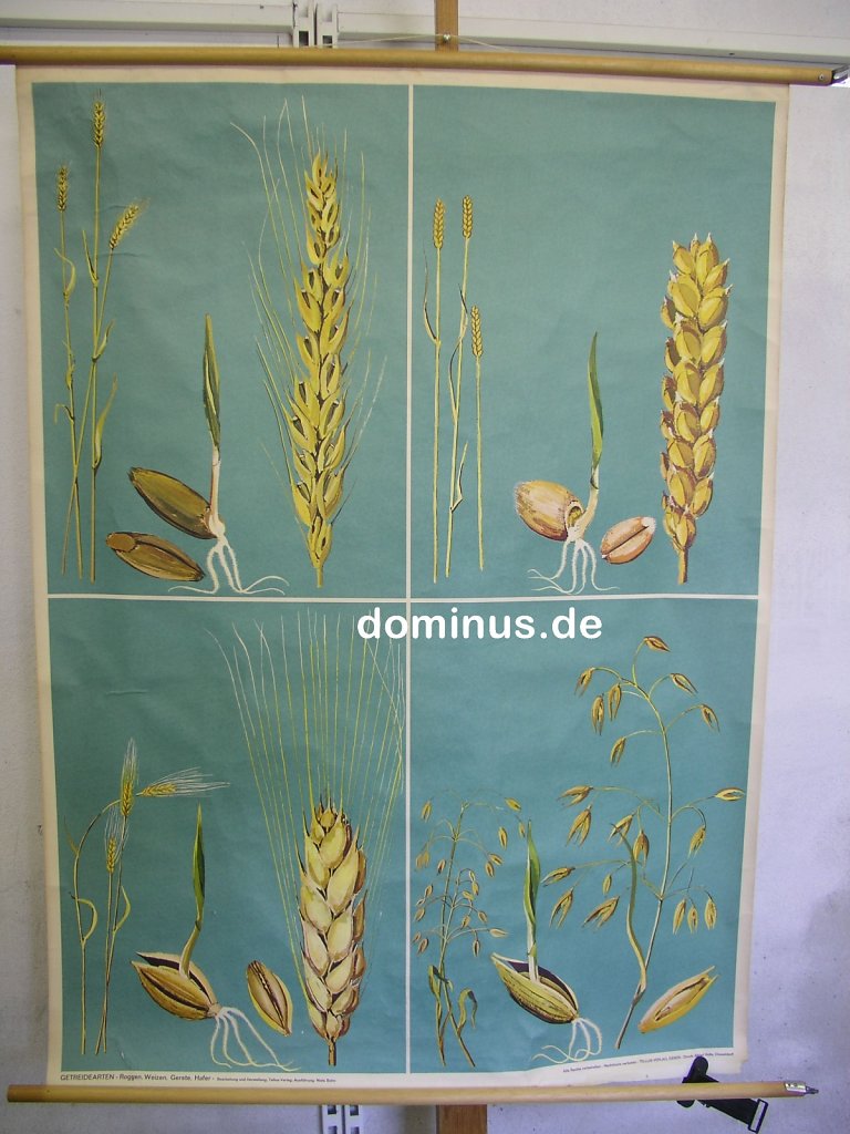 getreidearten-Roggen-Weizen-Gerste-Hafer-unten-re-30cm-raus-Tellus-BU131-99x135.jpg