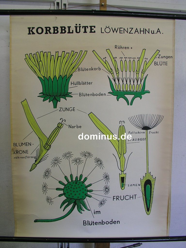 Korbbluete-Loewenzahn-kA-ok-BU143-70x96.jpg