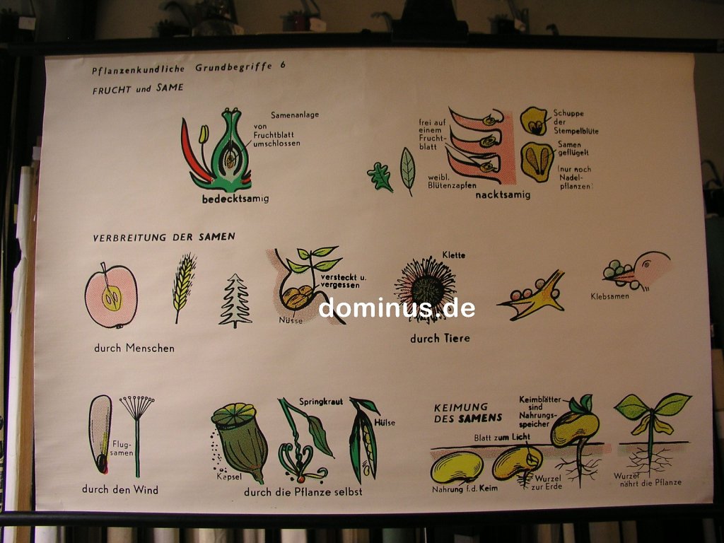 Pflanzliche-Grundbegriffe-6-Frucht-und-Same-K85-96x66.jpg