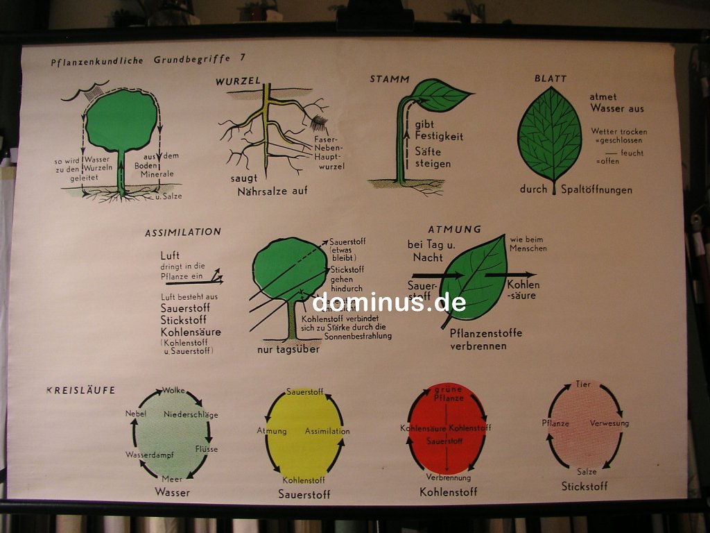 Pflanzliche-Grundbegriffe-7-K87-96x66.jpg