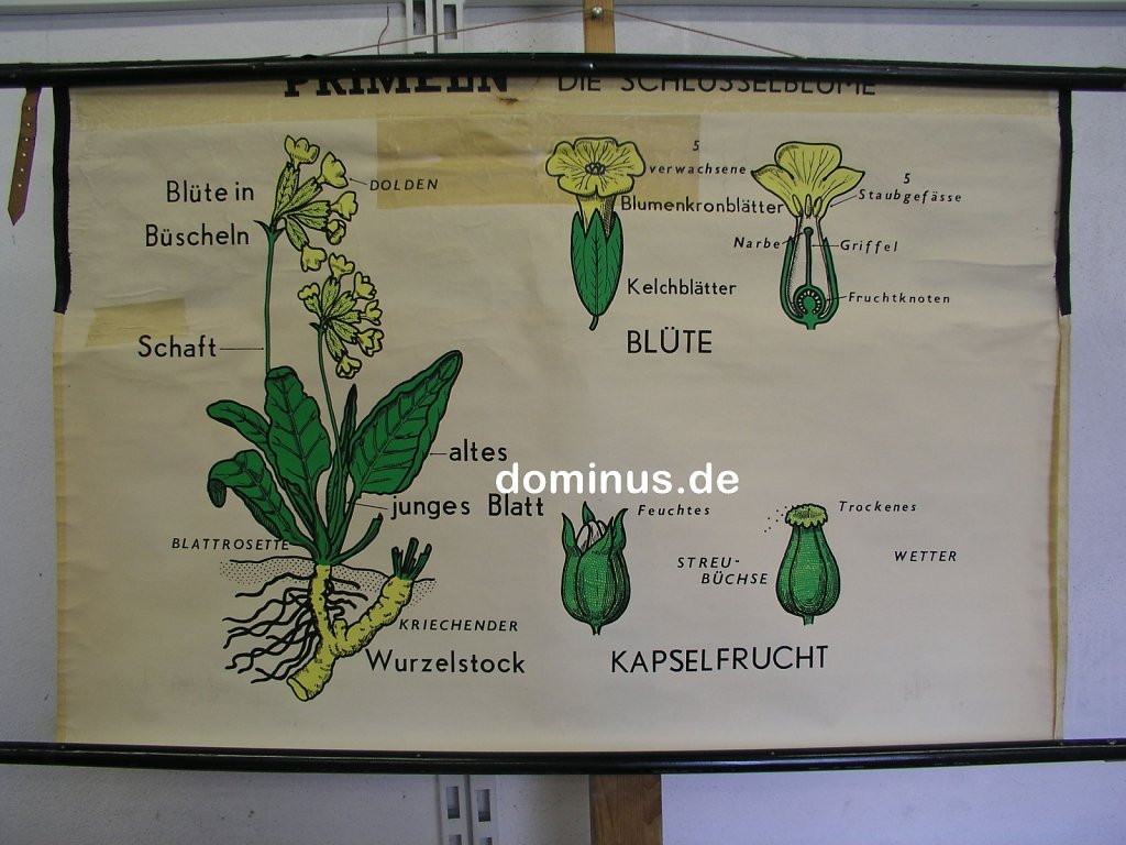 Primeln-Die-Schluesselblume-BU128-98x64.jpg