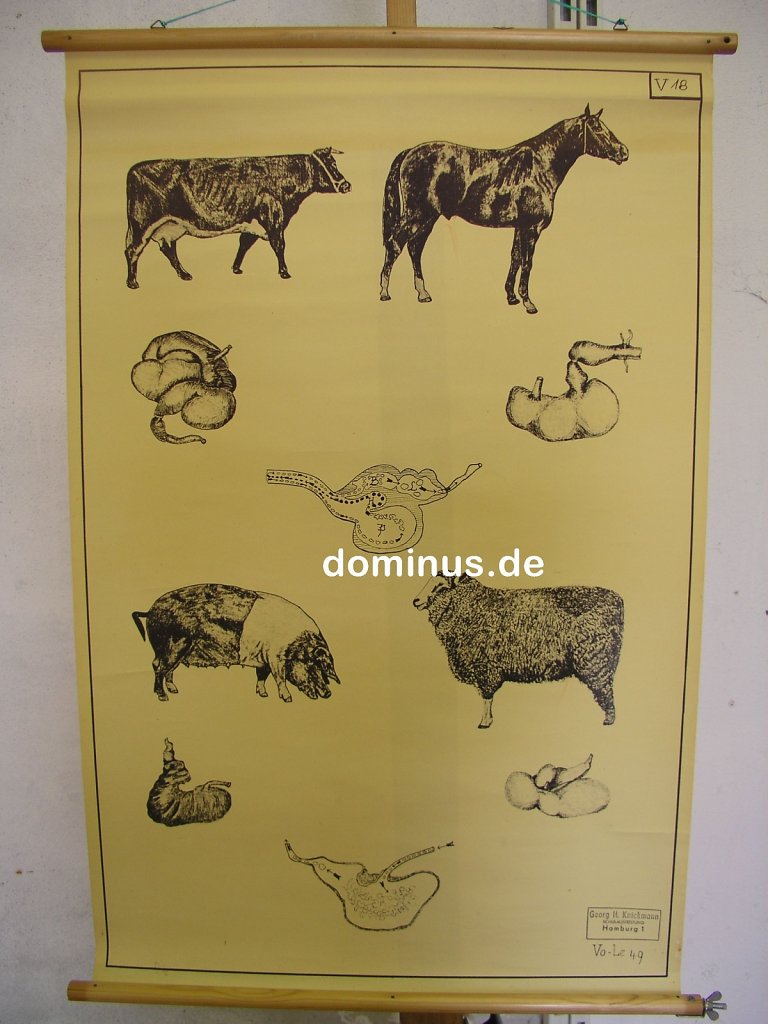 Rind-Pferd-schwein-Schaf-Maegen-Knickmann-V18-FR32-61x94.jpg