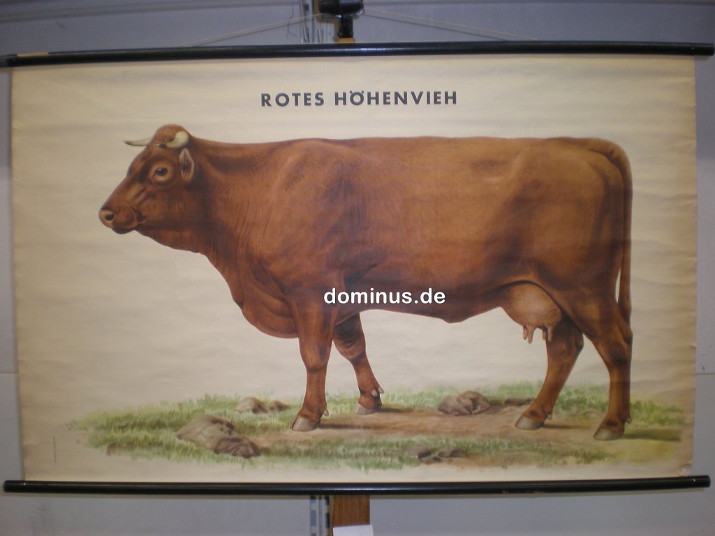 Rotes-Hoehenvieh-Kuh-Fr.jpg