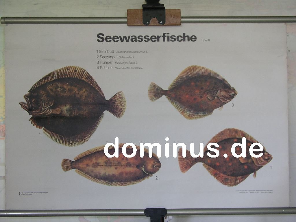 Seewasserfische-Tagel-II-VuW-94x61-Blech-94x61-FG6.jpg