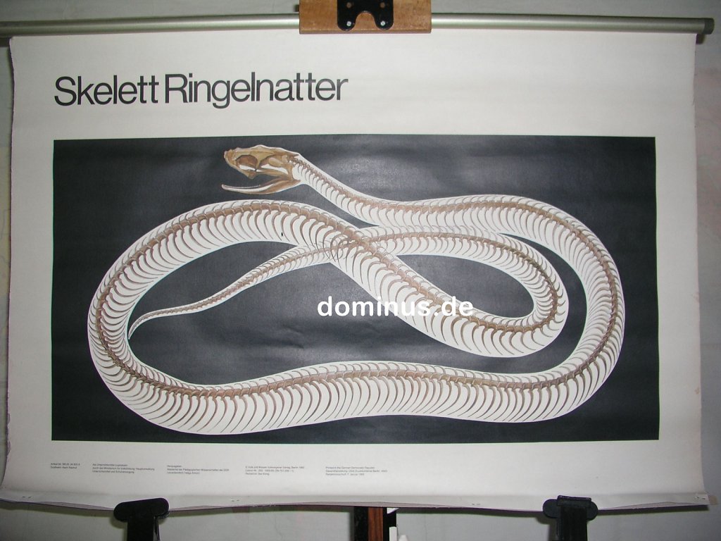 Skelett-Ringelnatter-VuW-83-unterer-Stab-fehlt-Blech-97x64-FG46.jpg