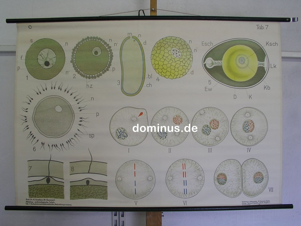 smalian-Gummert-Histolog.jpg