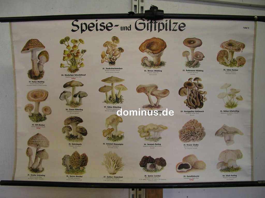 Speise-und-Giftpilze-T2-SB818-98x66.jpg