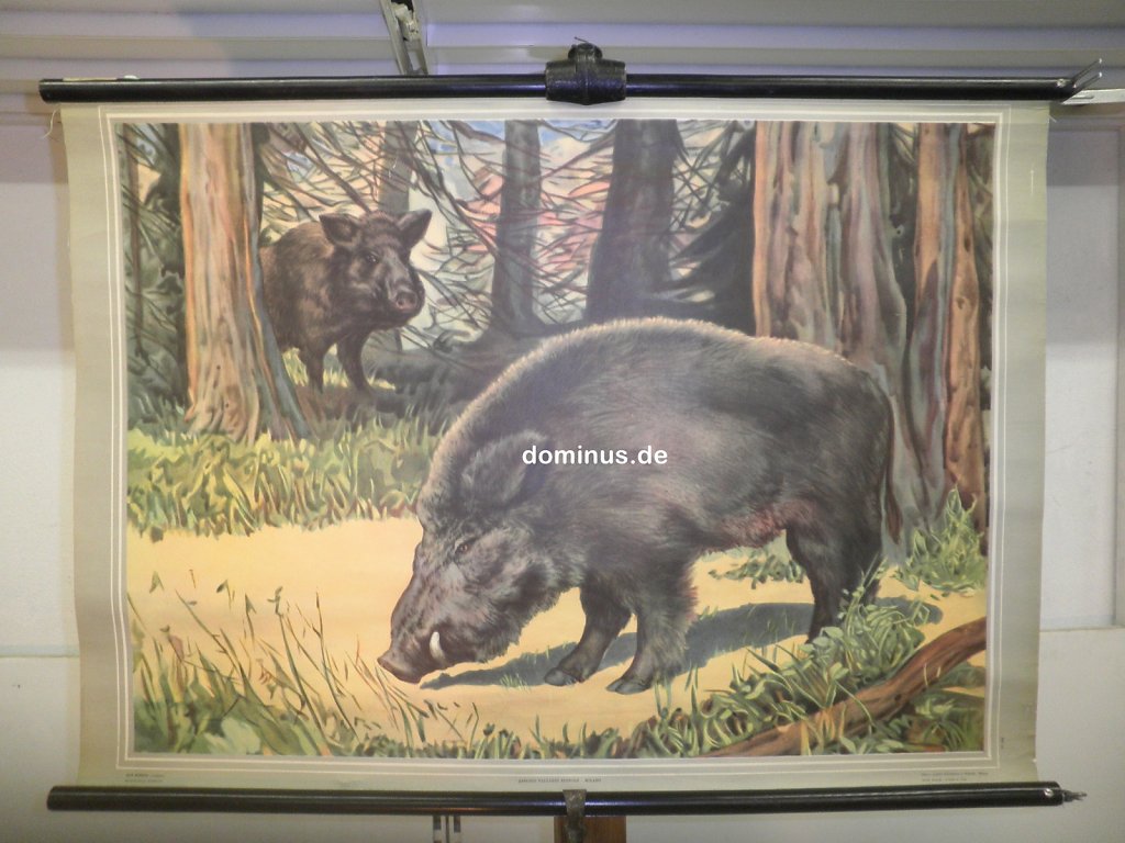 sus-scrofa-Wildschwein-italy-HF47-93x64.jpg