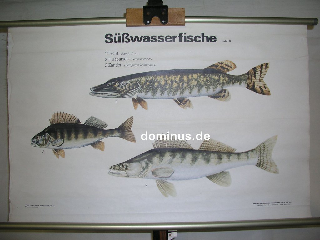 Suesswasserfische-Tafel-II-Vuw-94x61-Blech-FG52.jpg