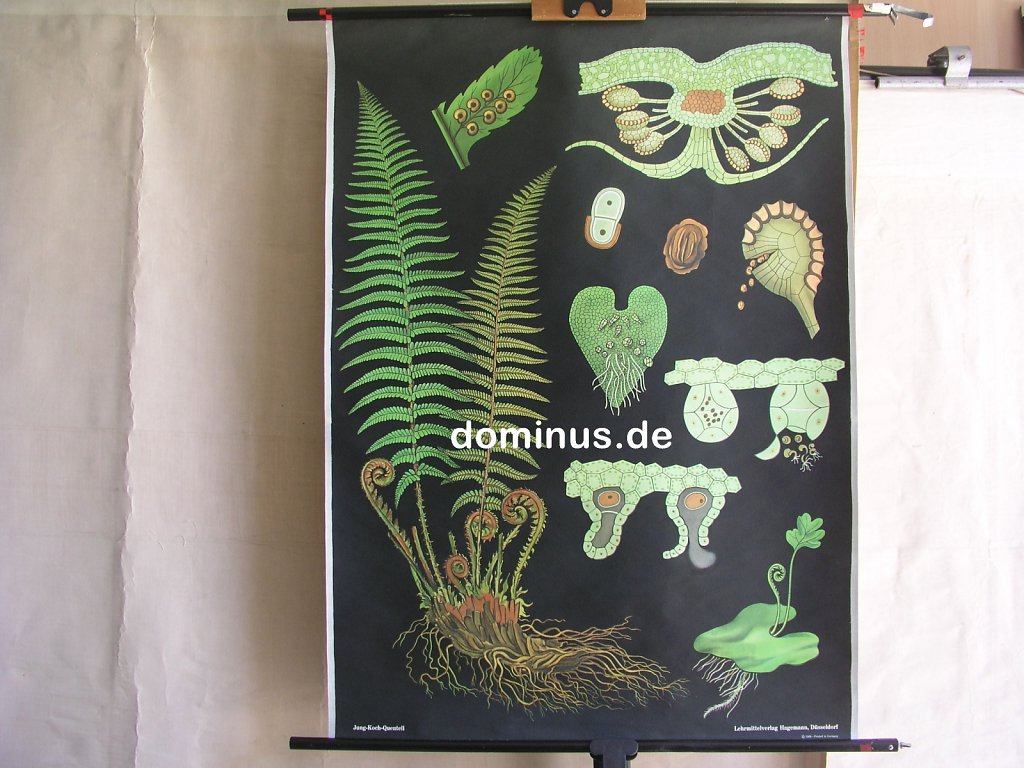 Wurmfarn-198-S16rot-Hagemann-69-83x113.jpg