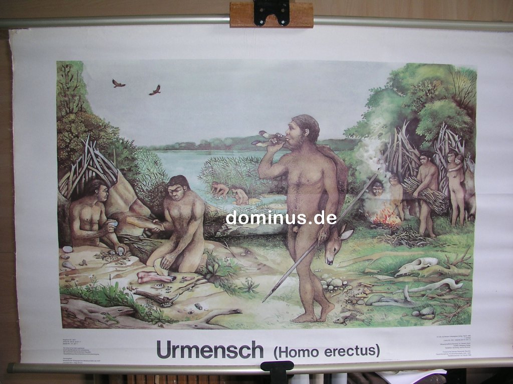 Urmesch-Homo-erectus-115x75-196.jpg